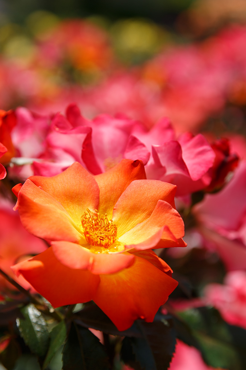 荒牧バラ公園_a0003166_16421717.jpg