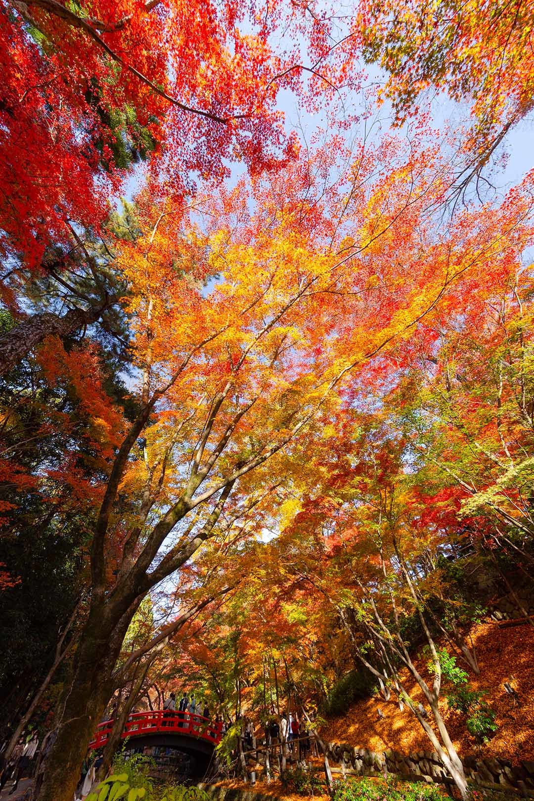 北野天満宮 紅葉_a0003166_16421932.jpg