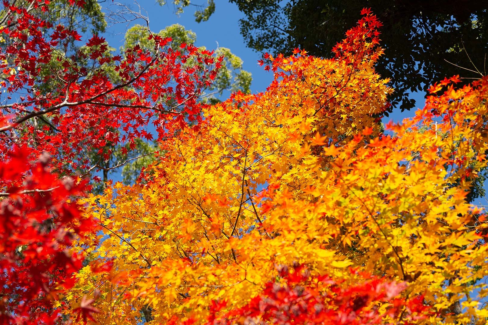 北野天満宮 紅葉_a0003166_16422516.jpg