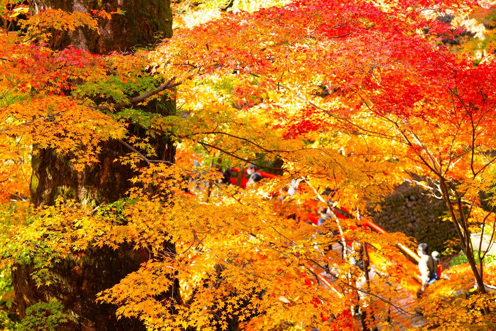 北野天満宮 紅葉_a0003166_16422660.jpg