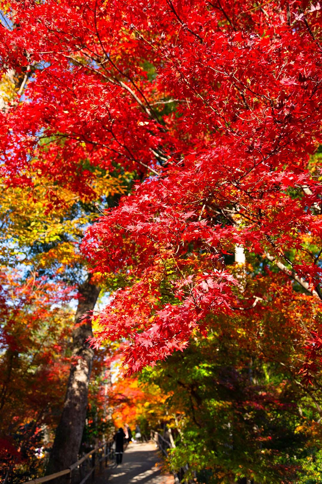 北野天満宮 紅葉_a0003166_16422698.jpg