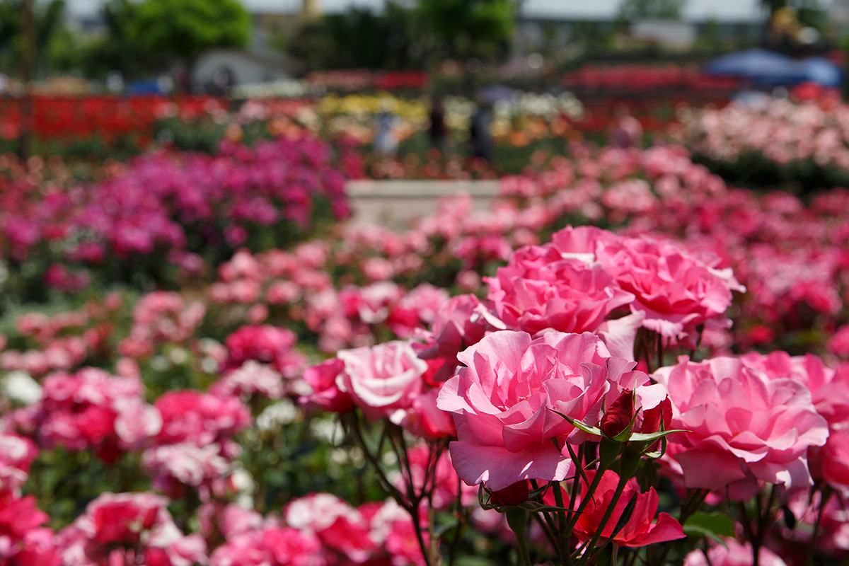 荒牧バラ公園_a0003166_1642651.jpg