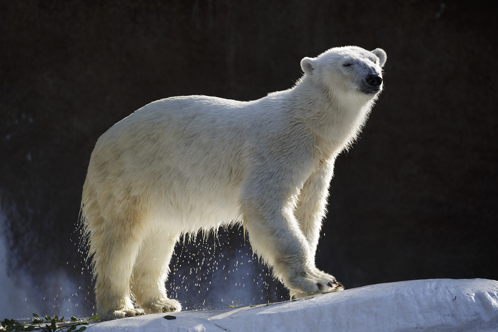 天王寺動物園_a0003166_16435481.jpg