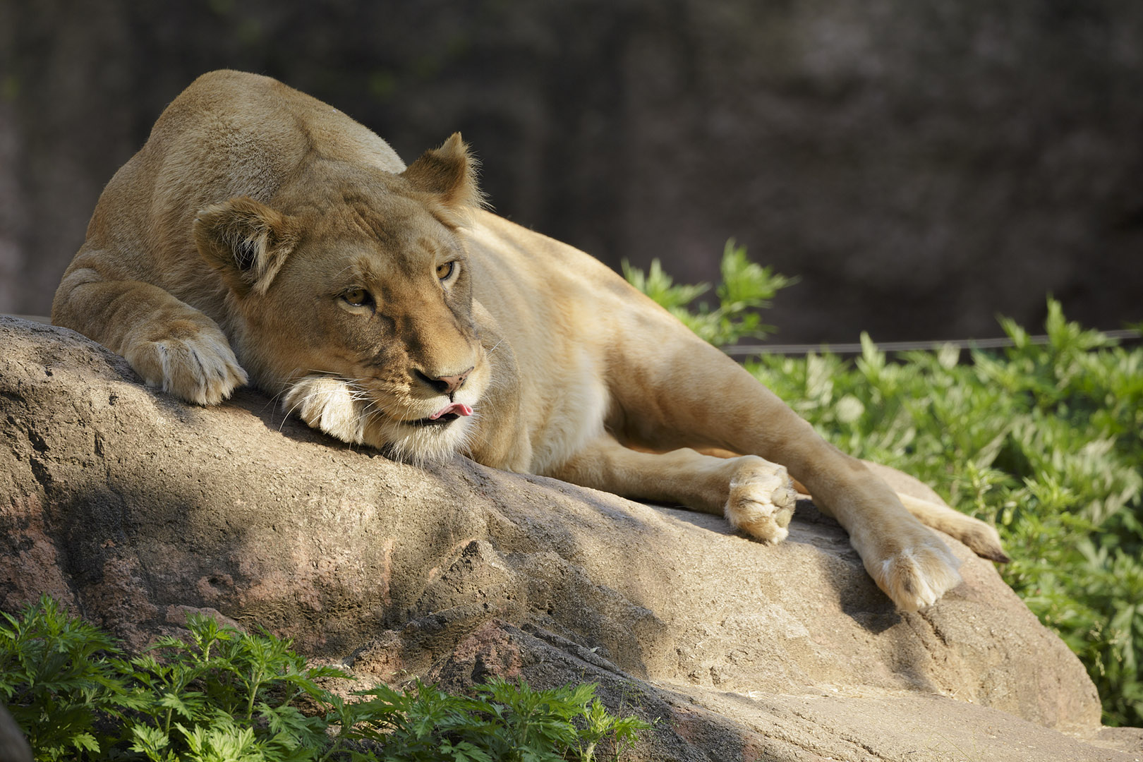 天王寺動物園_a0003166_16435574.jpg