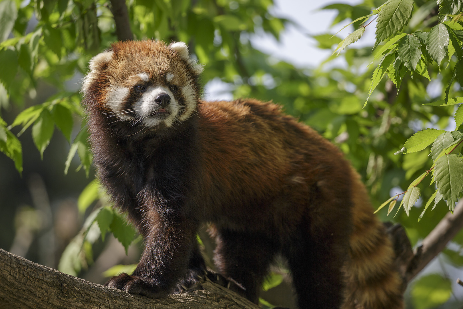 天王寺動物園_a0003166_16435590.jpg