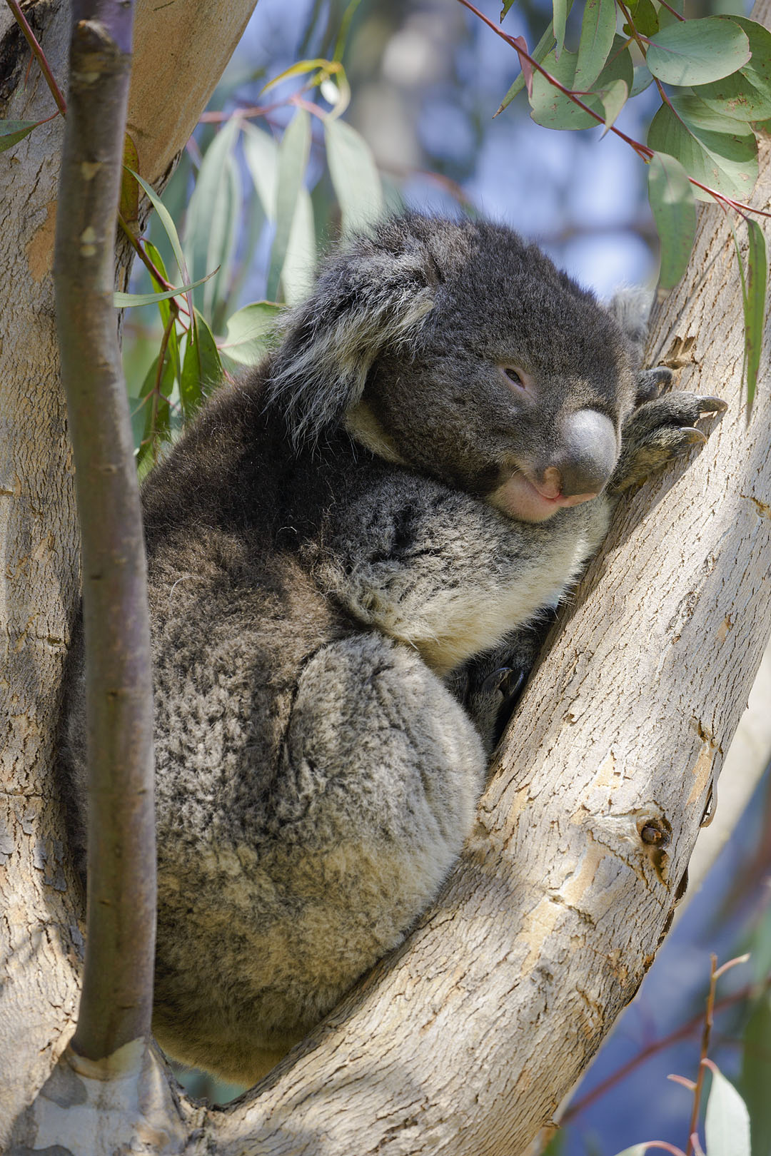 天王寺動物園_a0003166_1643561.jpg
