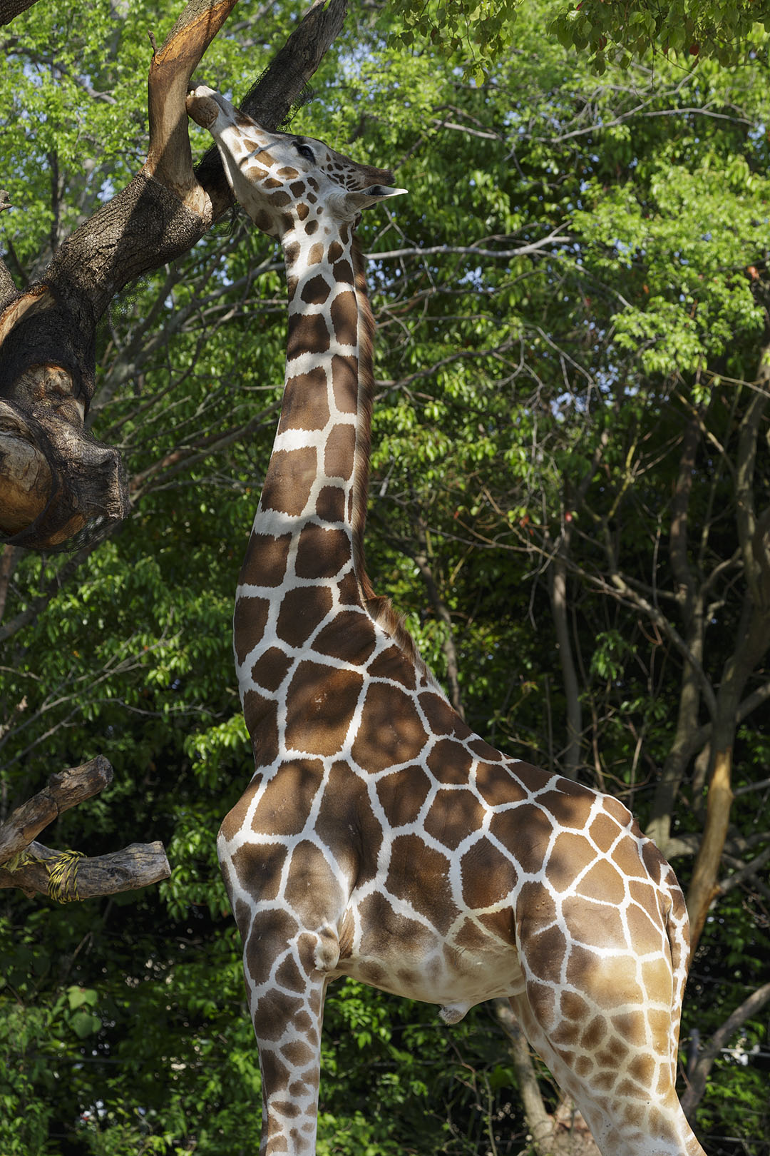 天王寺動物園_a0003166_16435712.jpg
