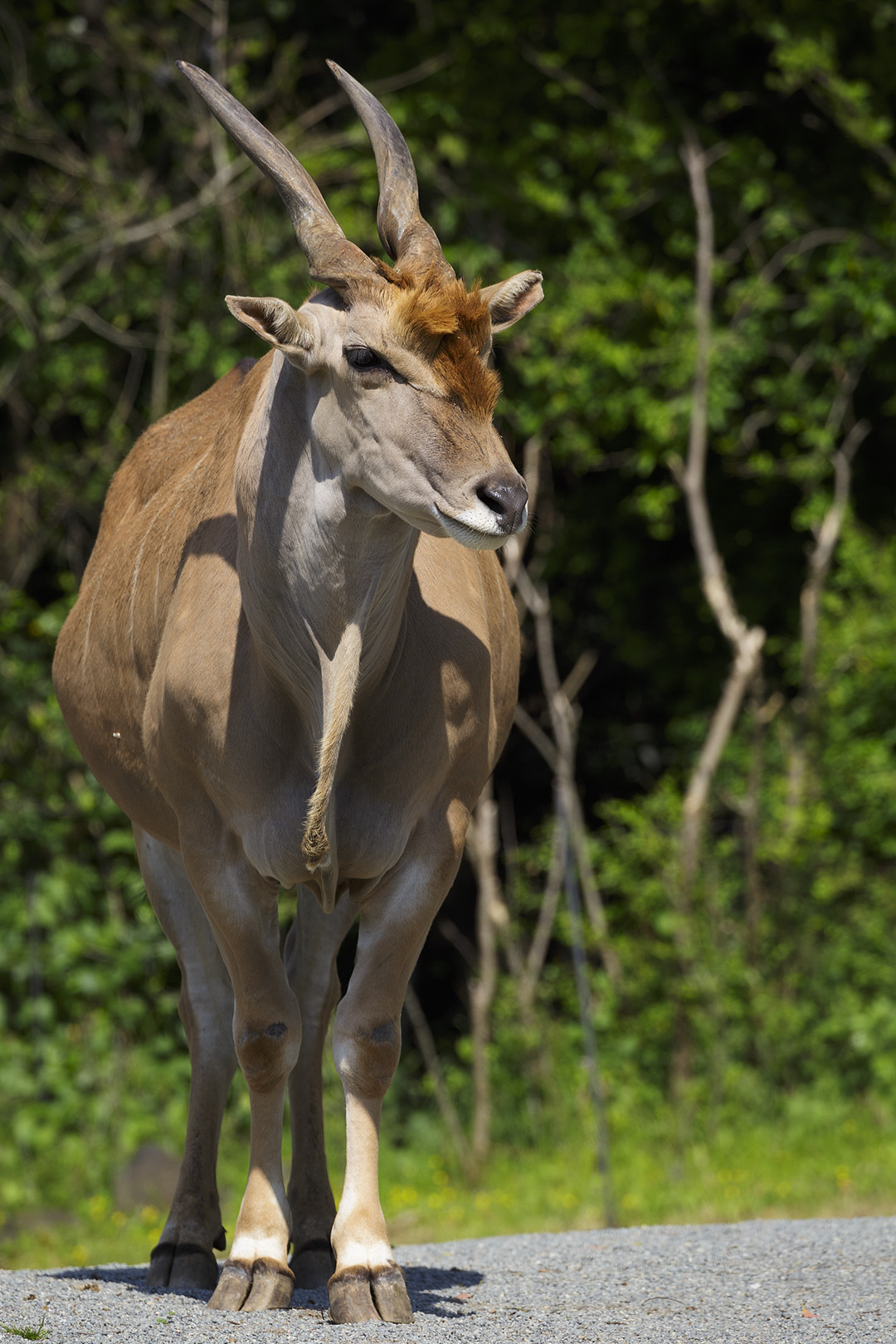天王寺動物園_a0003166_16435766.jpg
