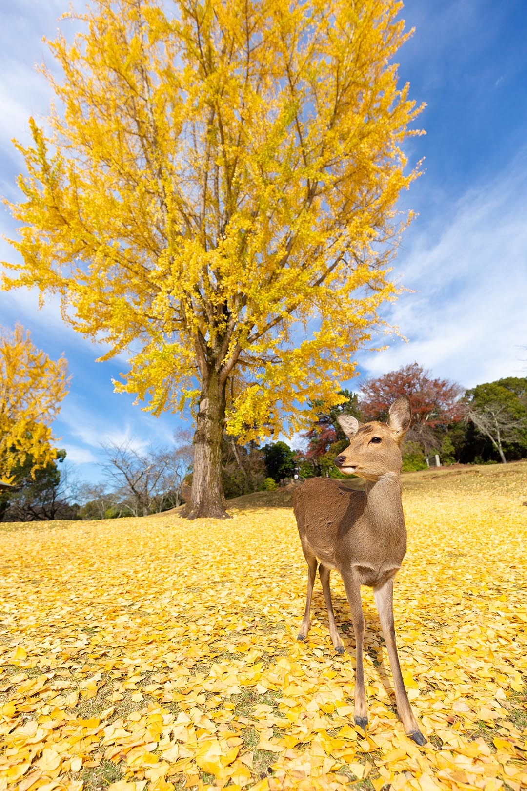 イチョウ 鹿 （奈良公園）_a0003166_16451911.jpg