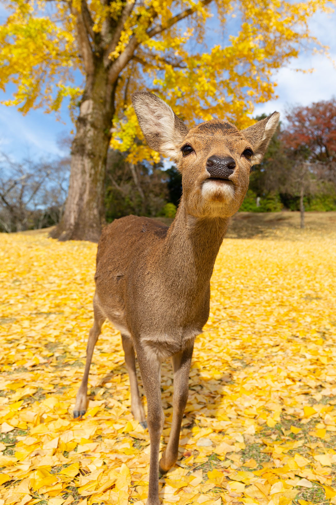 イチョウ 鹿 （奈良公園）_a0003166_16451963.jpg
