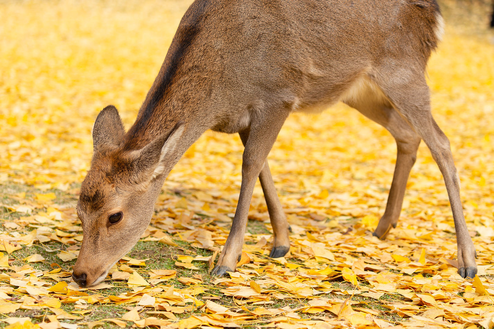 イチョウ 鹿 （奈良公園）_a0003166_16452621.jpg