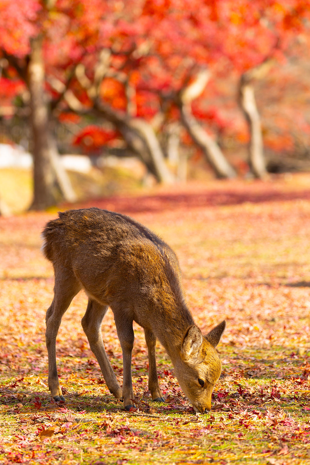 イチョウ 鹿 （奈良公園）_a0003166_16452661.jpg