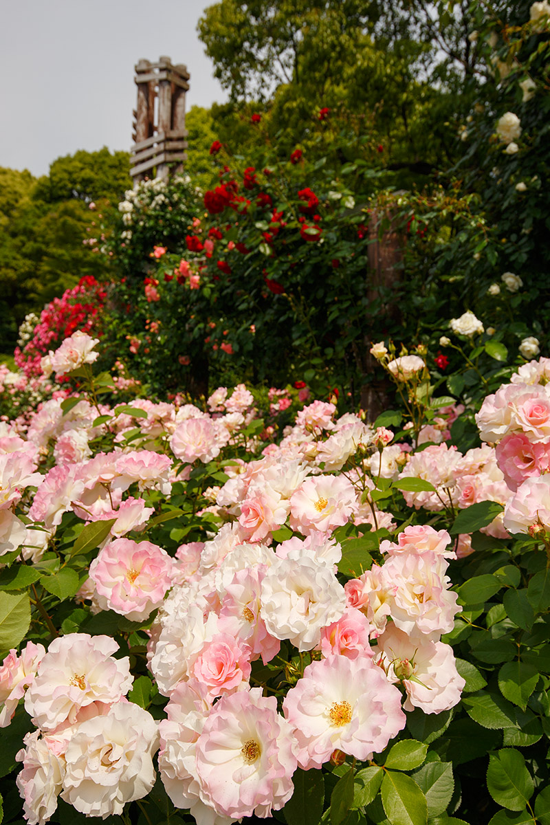 須磨離宮公園_a0003166_16473093.jpg