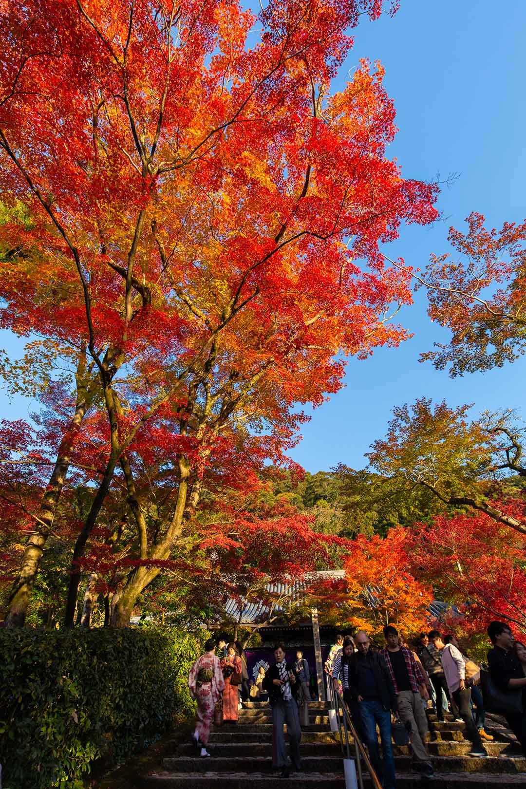 永観堂_a0003166_16552076.jpg