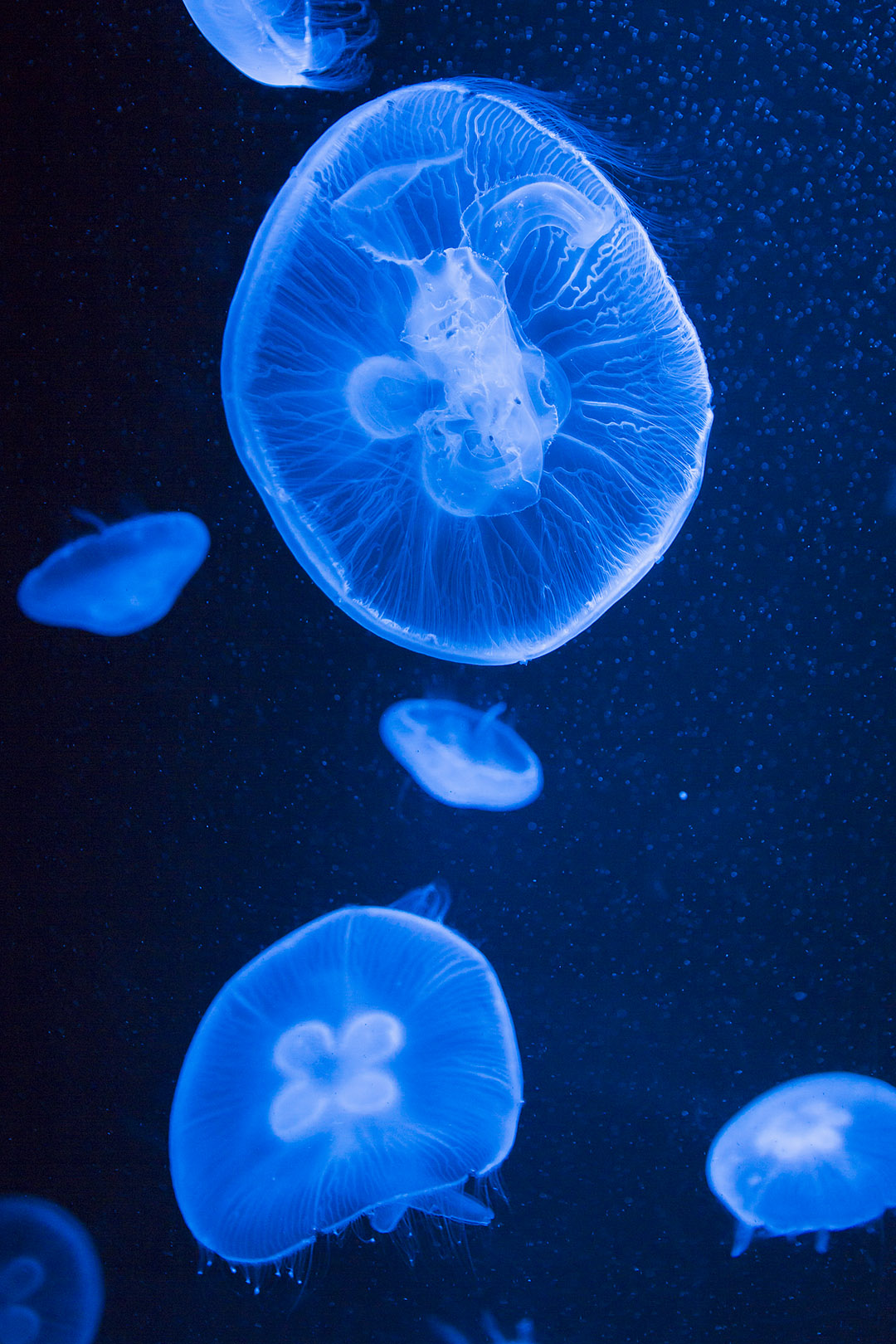 京都水族館_a0003166_16574627.jpg