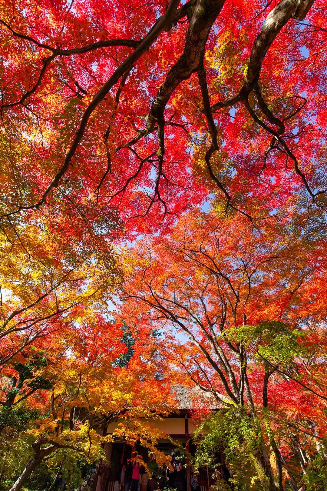 常寂光寺 その１_a0003166_17020111.jpg