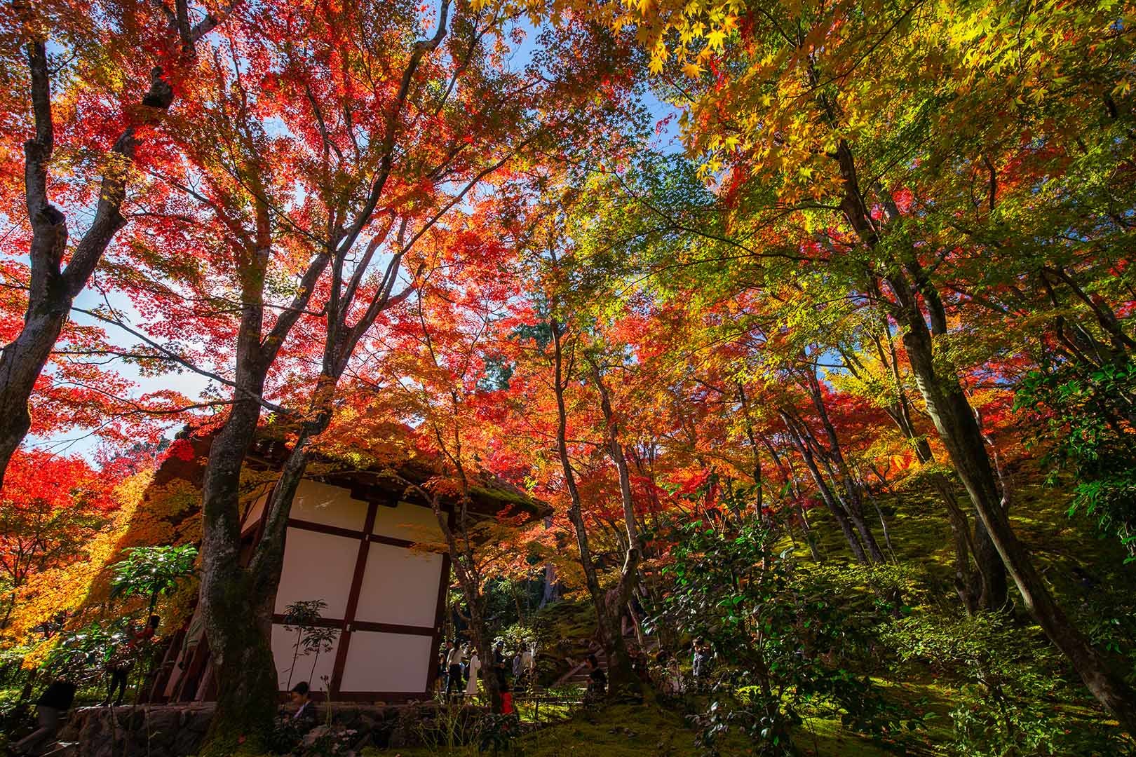 常寂光寺 その２_a0003166_17020710.jpg