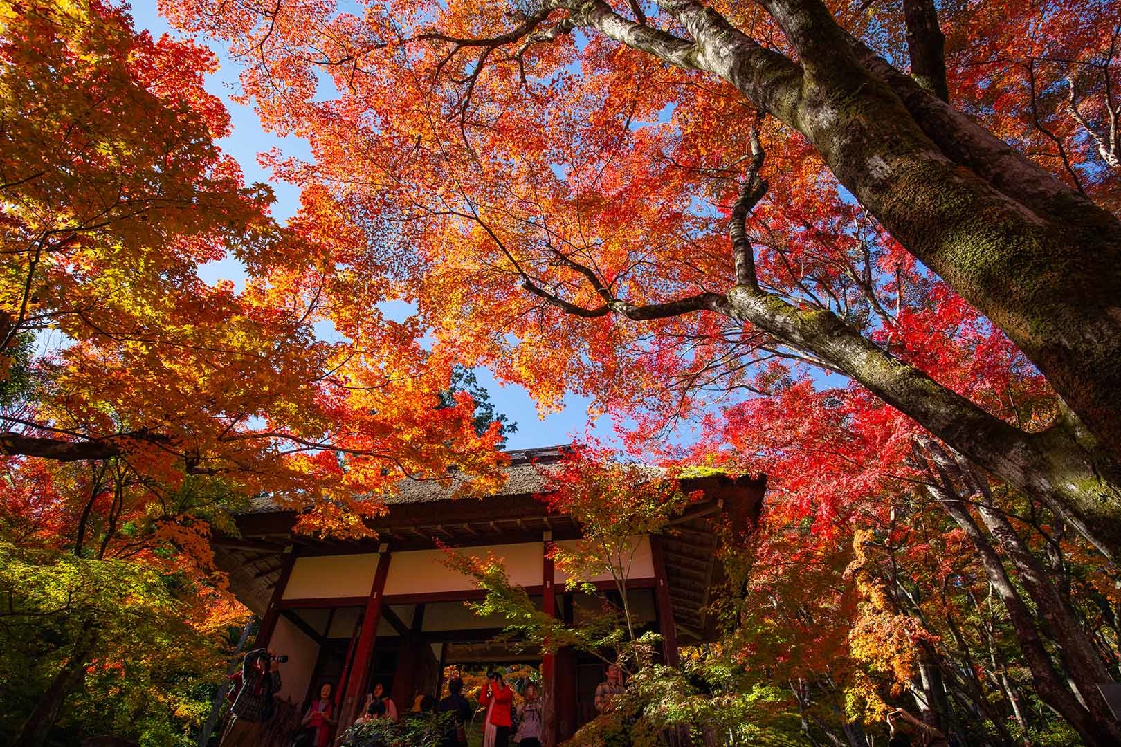 常寂光寺 その２_a0003166_17020826.jpg