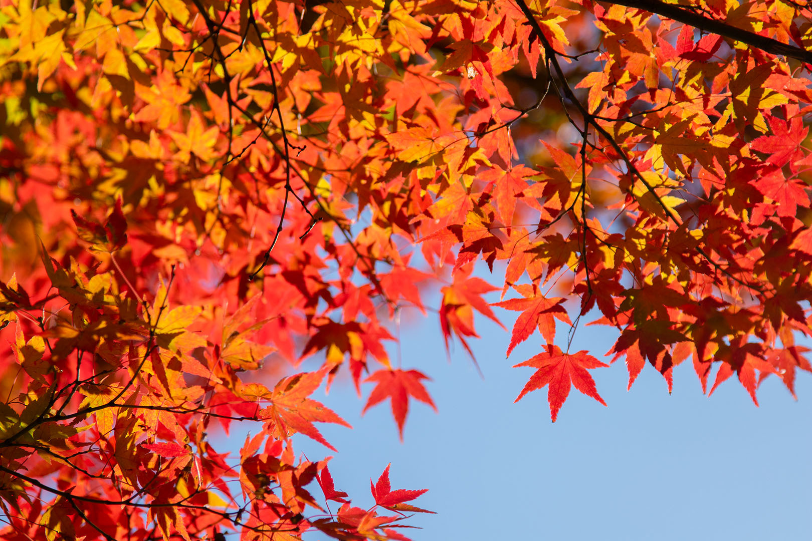 南禅寺_a0003166_17053993.jpg