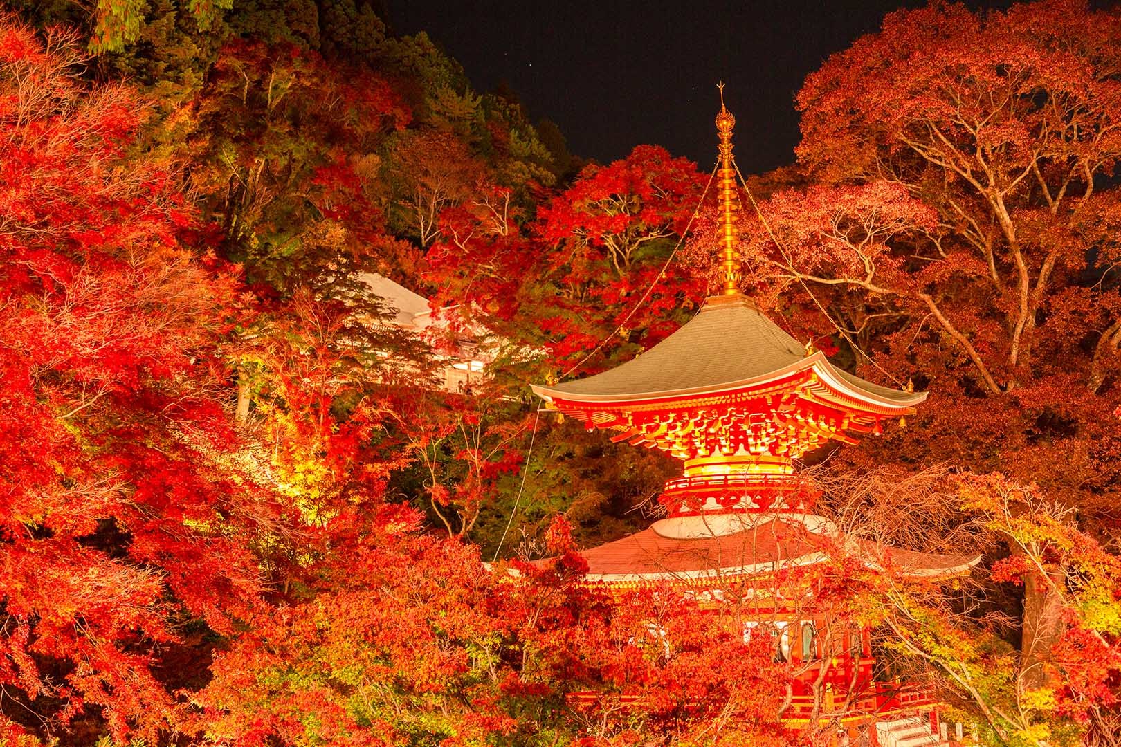 勝尾寺 ライトアップ_a0003166_17055180.jpg