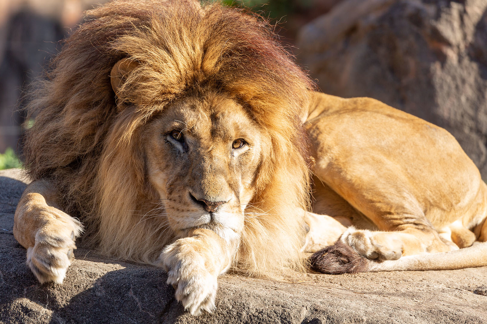 ライオン（天王寺動物園）_a0003166_17092897.jpg