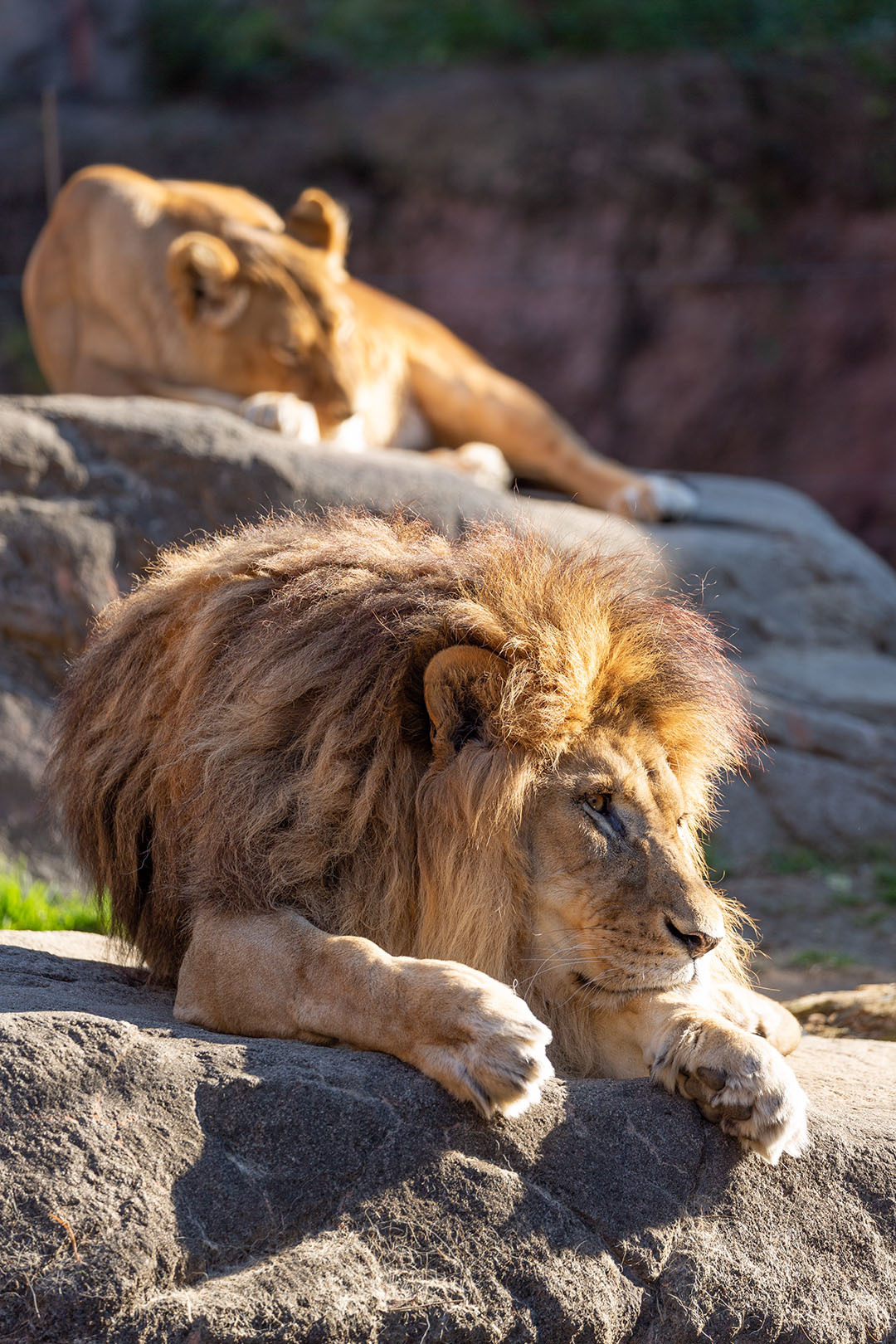 ライオン（天王寺動物園）_a0003166_17093787.jpg
