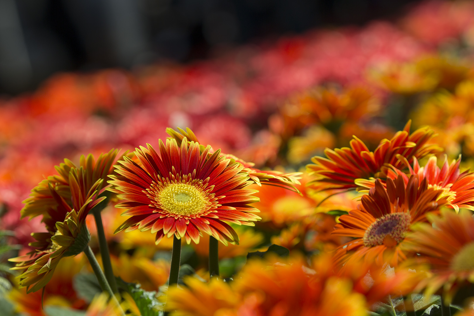 ＪＲ大阪駅 (OSAKA STATION CITY 5th ANNIVERSARY ～WONDER FLOWER GARDEN)_a0003166_17105360.jpg