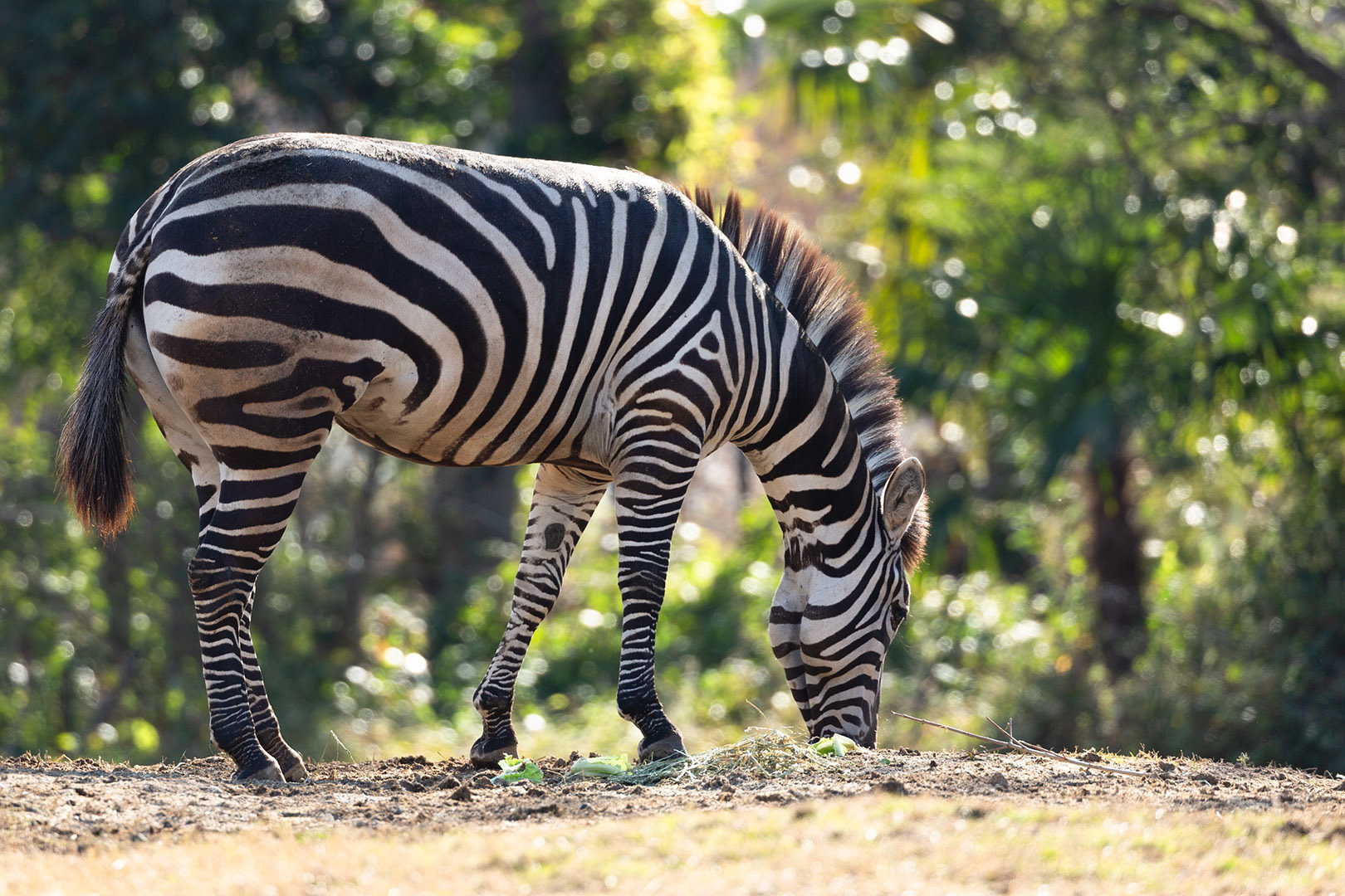 天王寺動物園_a0003166_17111755.jpg