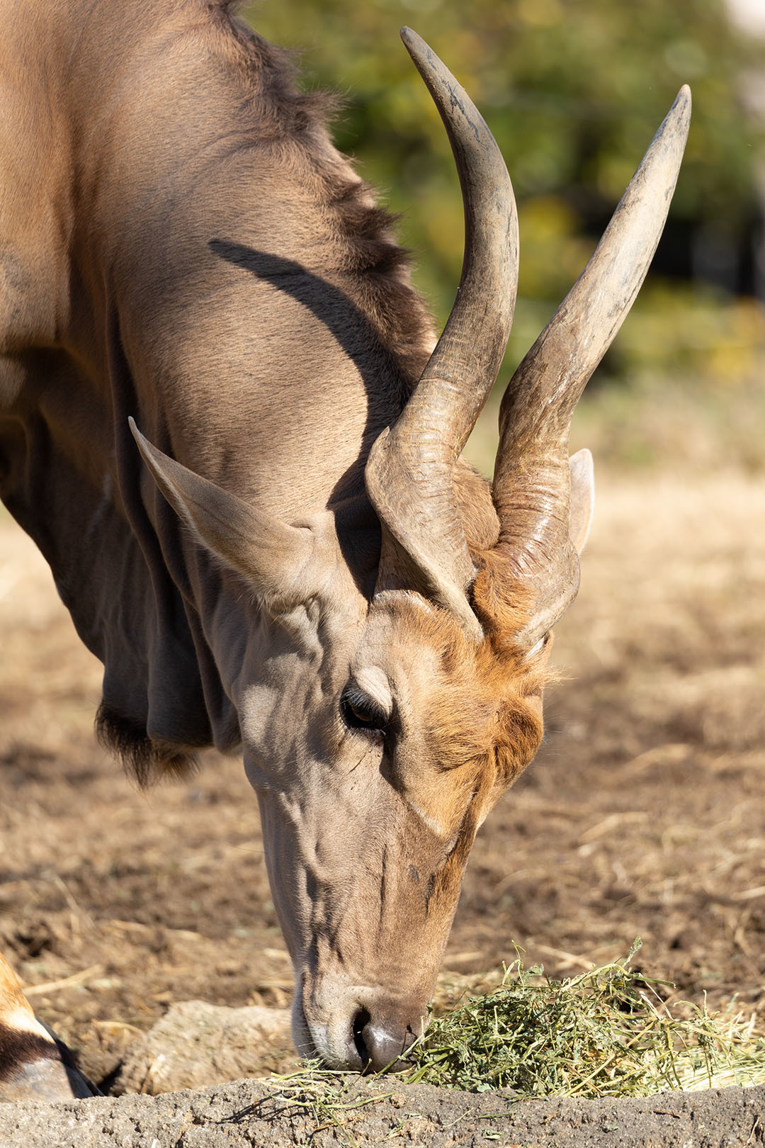 天王寺動物園_a0003166_17112343.jpg