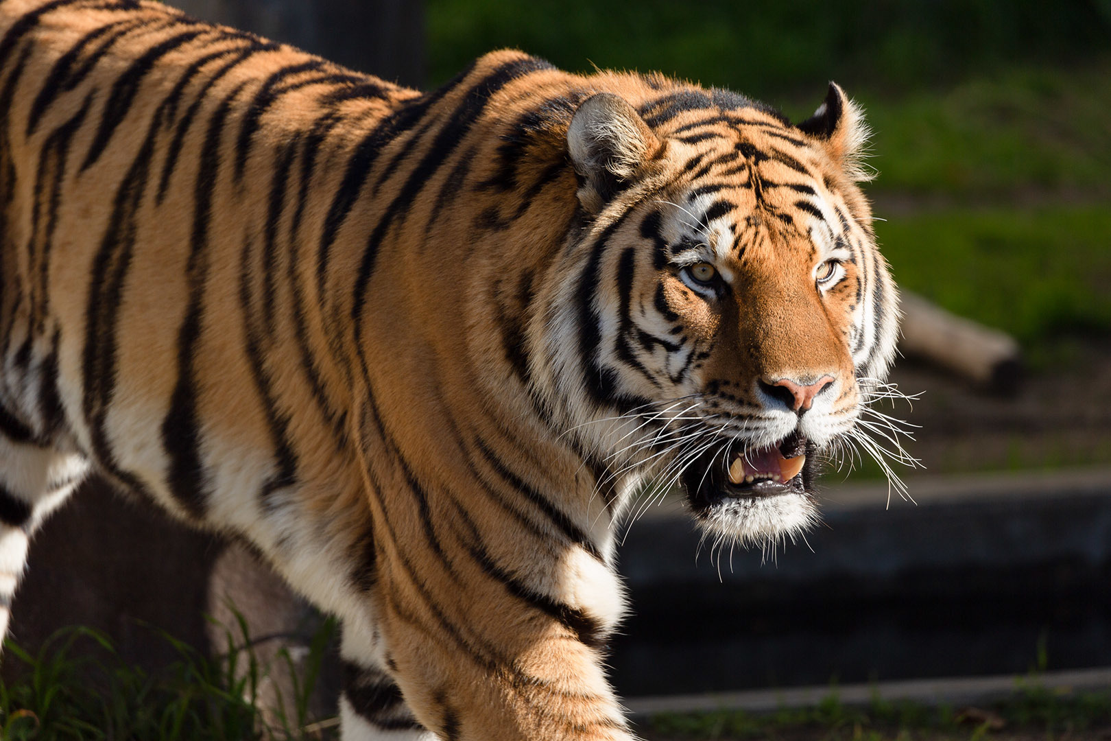 天王寺動物園_a0003166_17113106.jpg