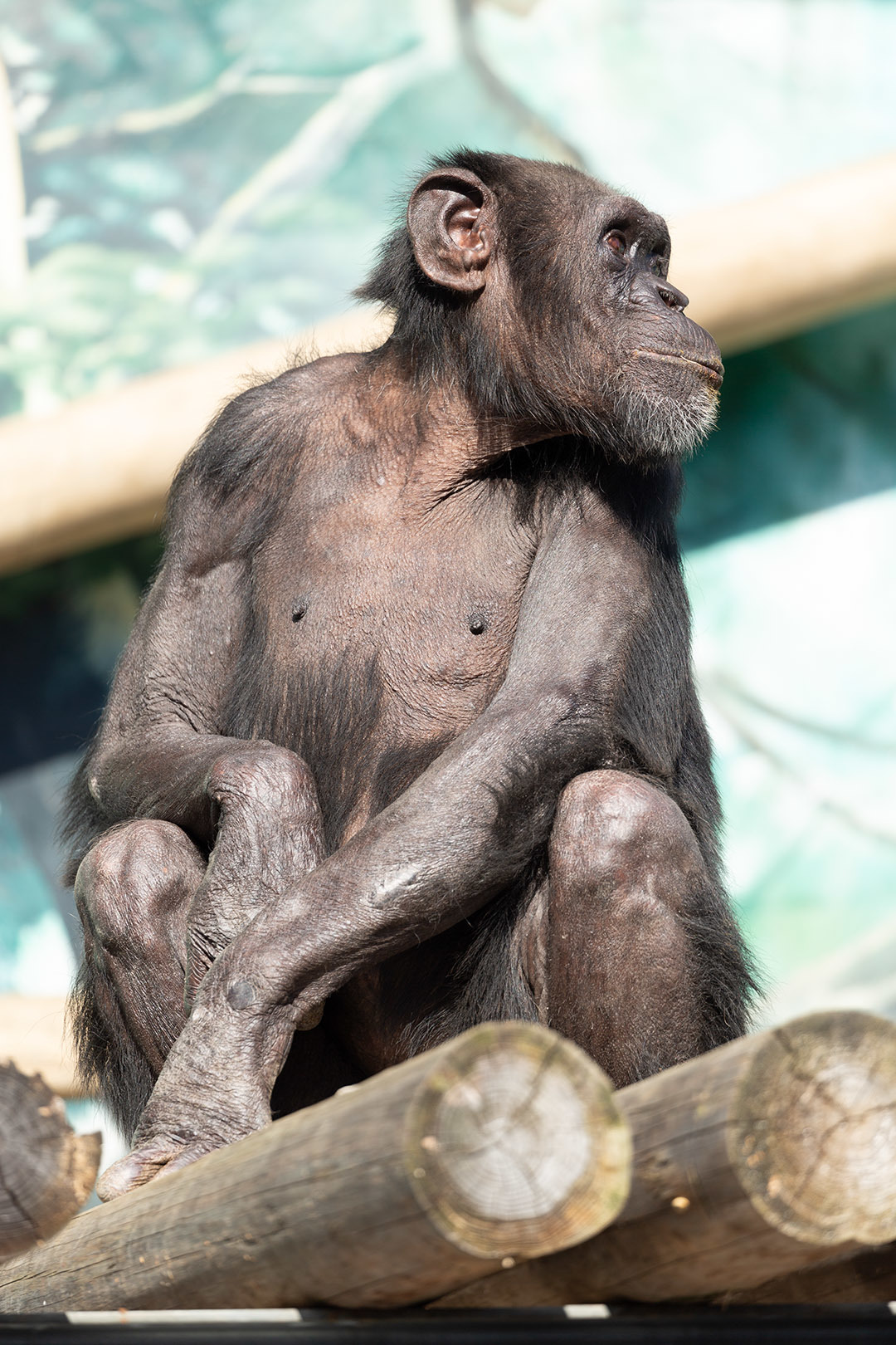 天王寺動物園_a0003166_17123831.jpg