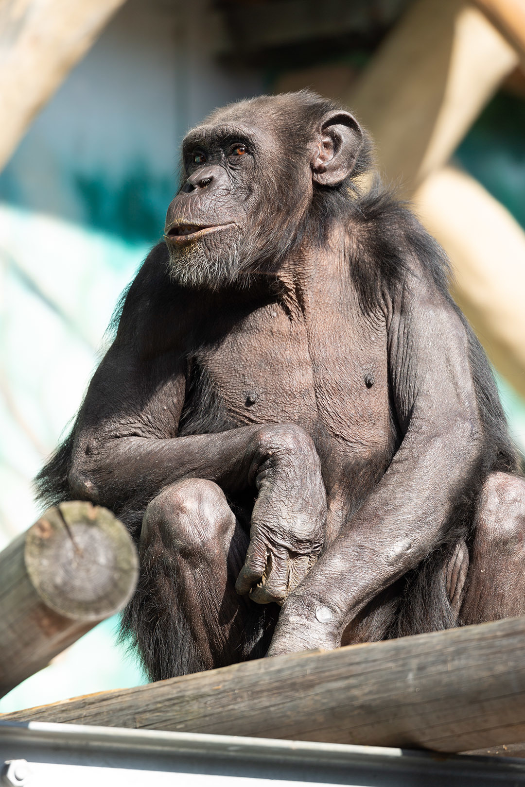 天王寺動物園_a0003166_17123879.jpg