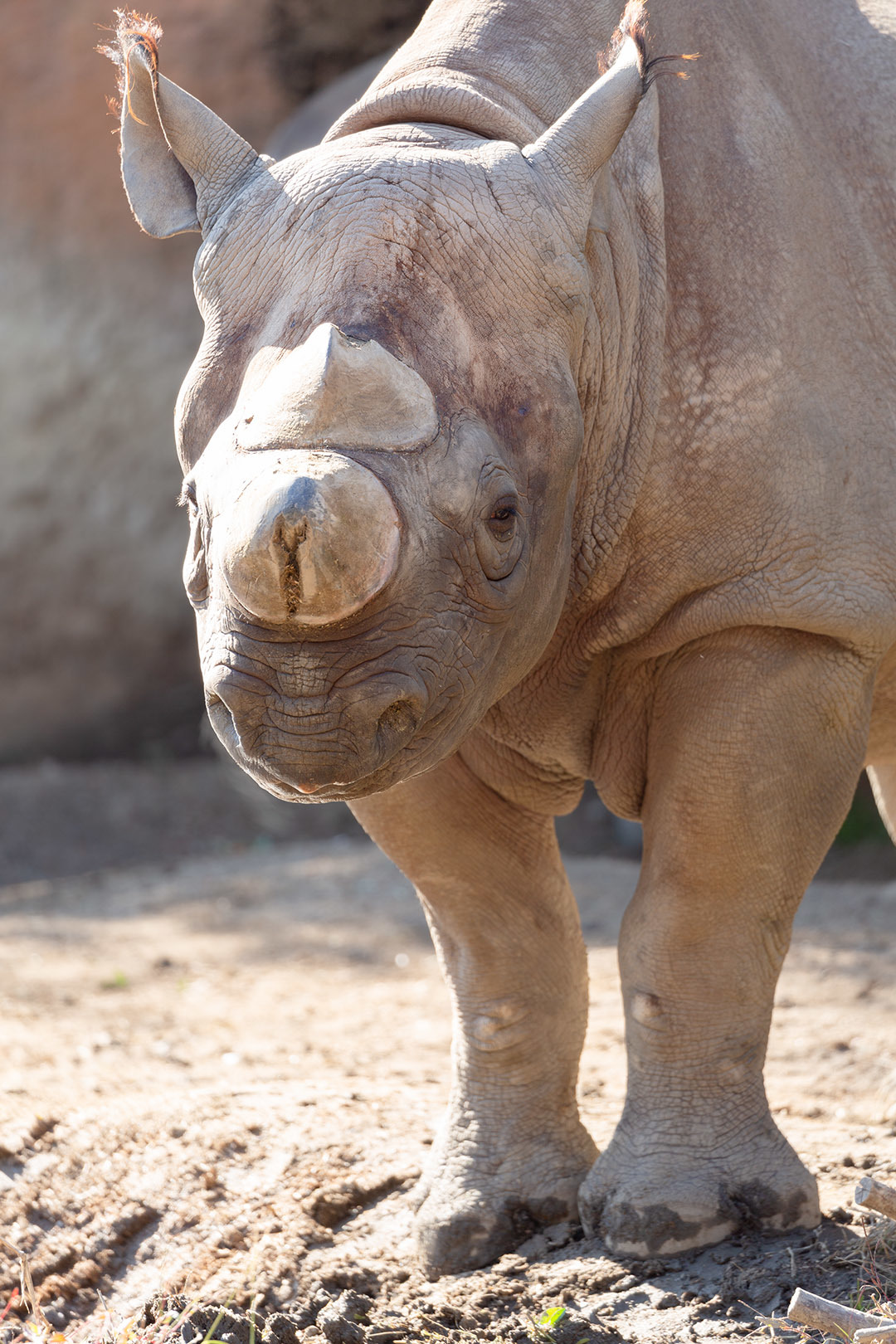天王寺動物園_a0003166_17125036.jpg