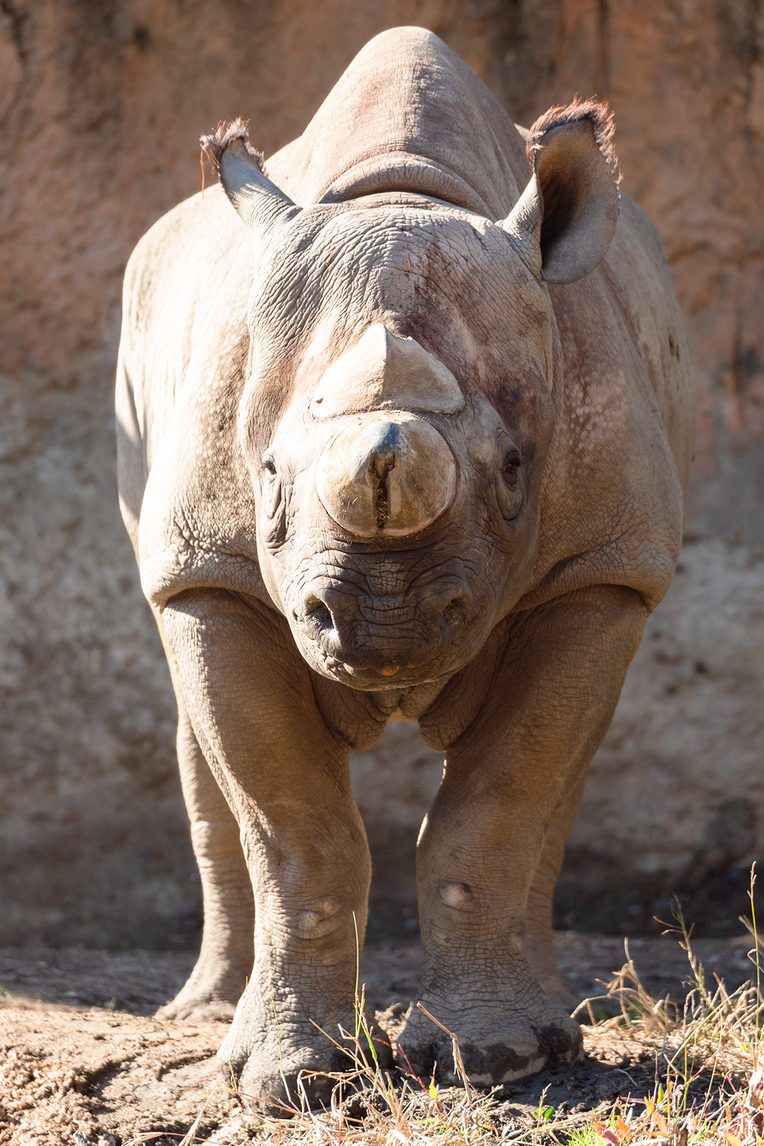 天王寺動物園_a0003166_17125049.jpg