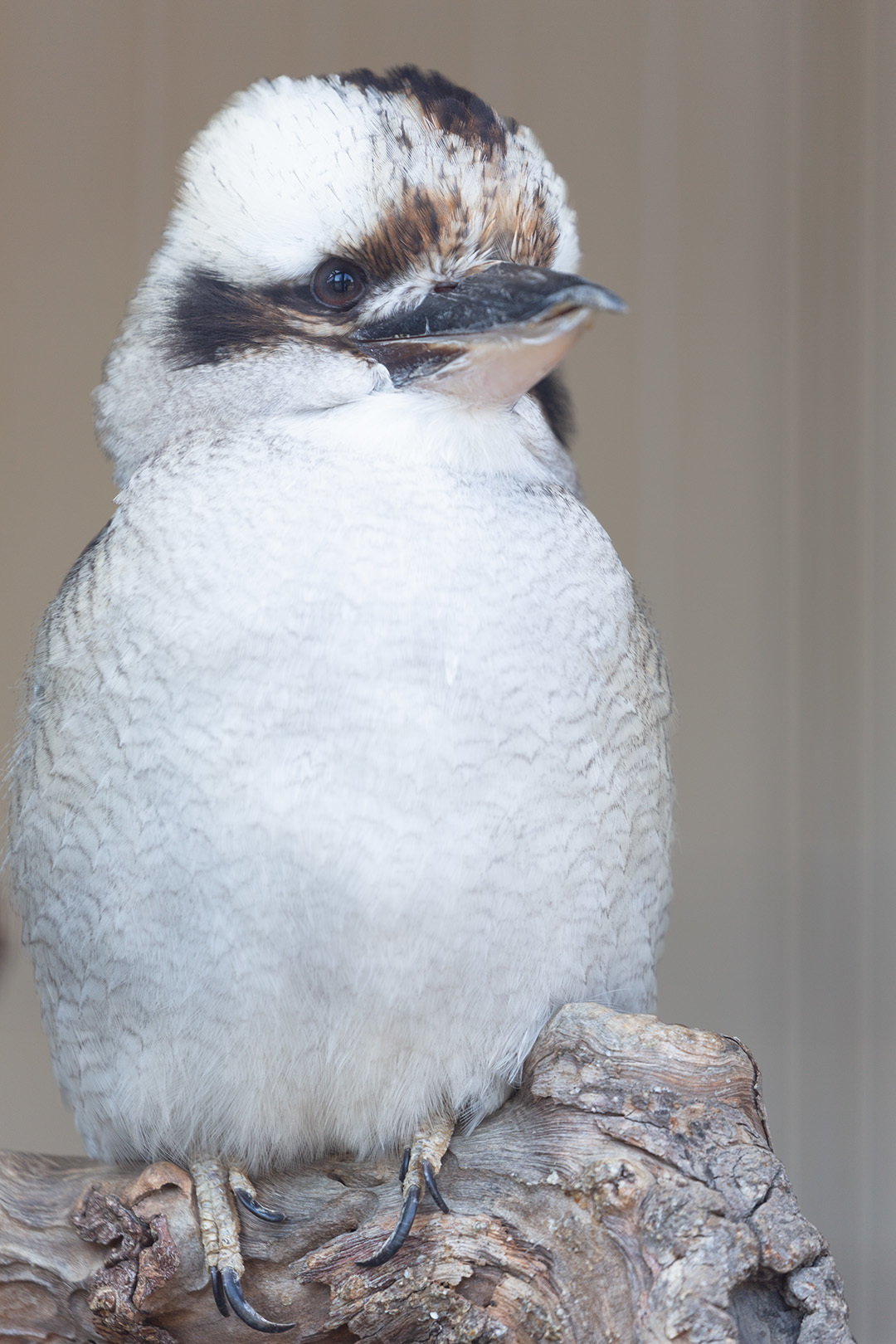 鳥（天王寺動物園）_a0003166_17145774.jpg