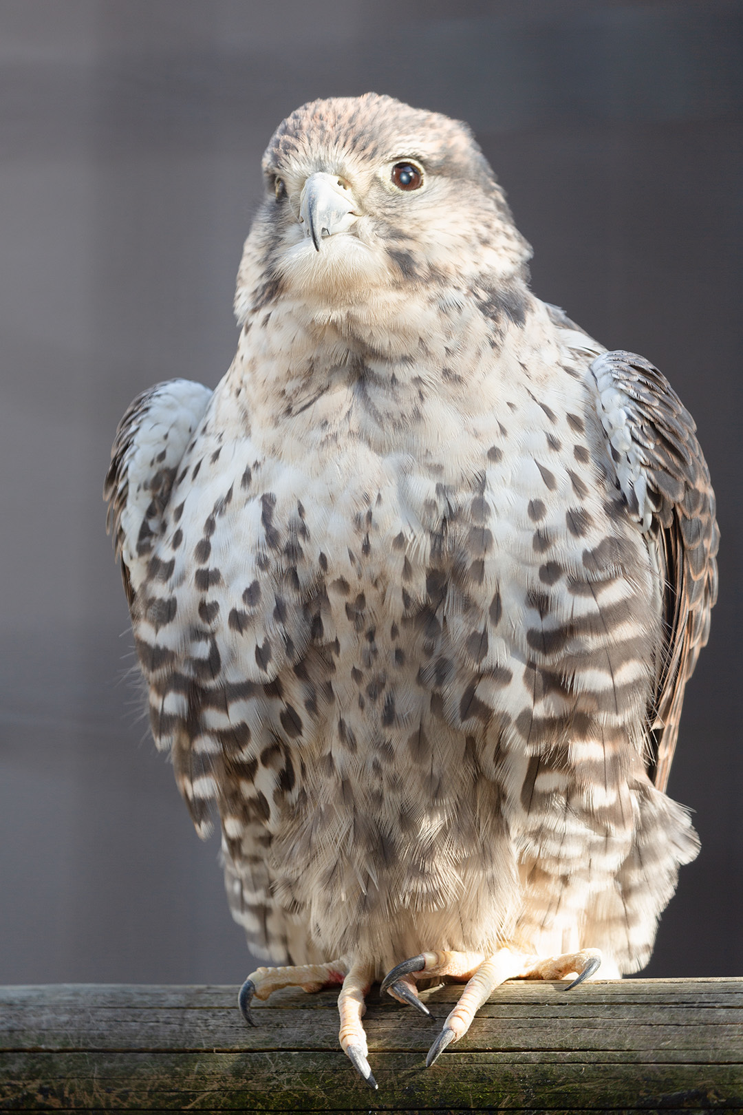 鳥（天王寺動物園）_a0003166_17150346.jpg