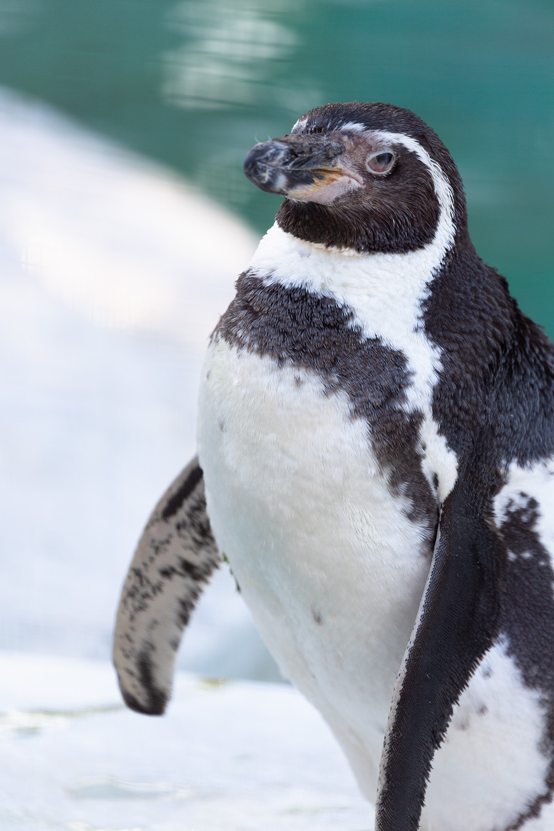 鳥（天王寺動物園）_a0003166_17151536.jpg