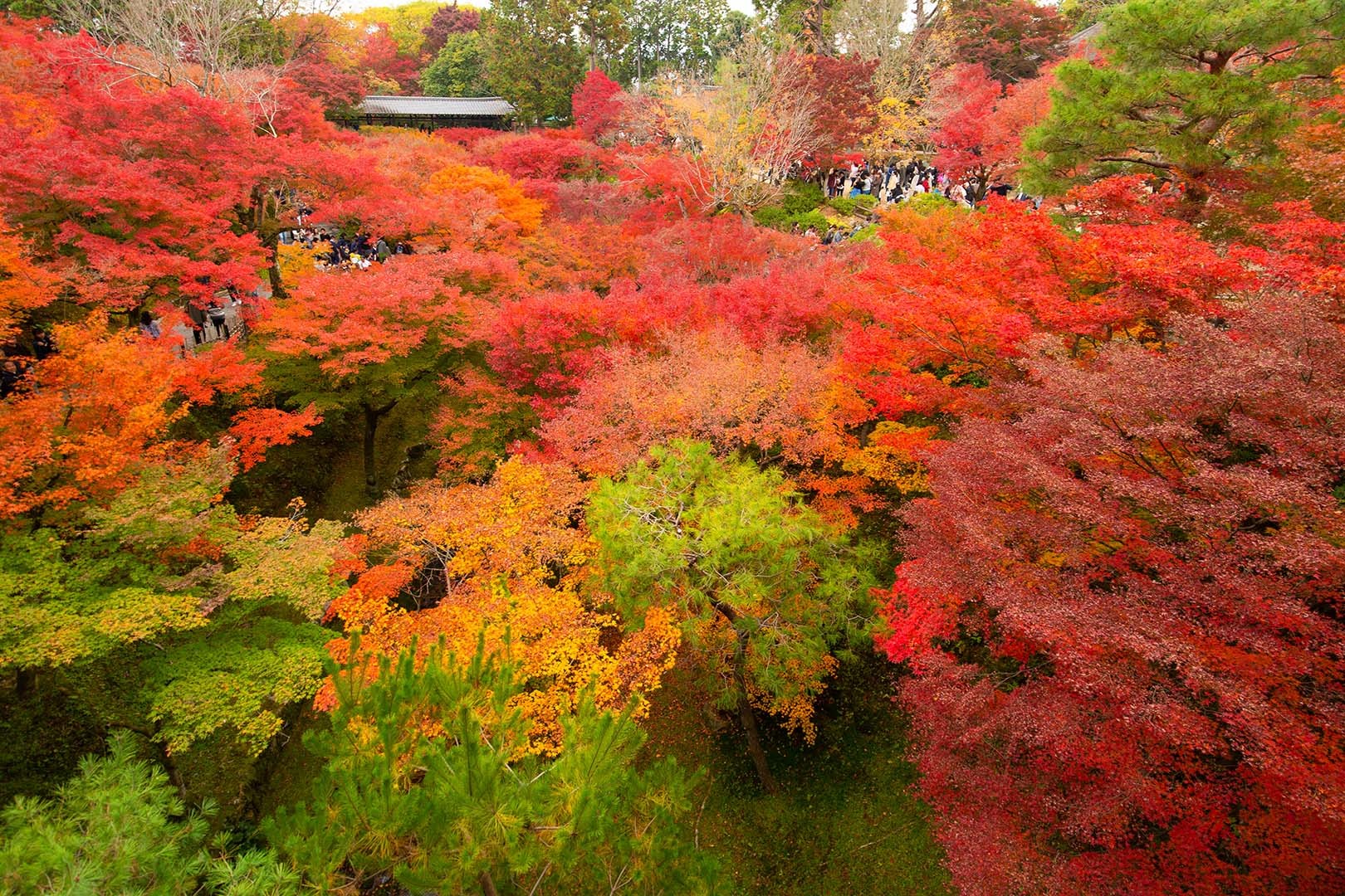 東福寺_a0003166_17160282.jpg