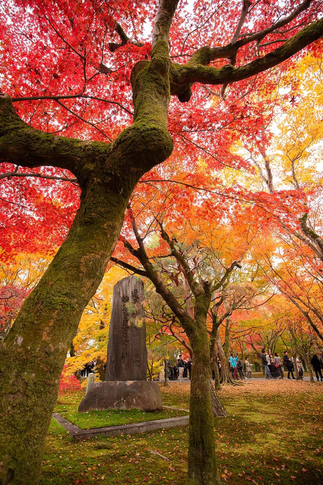 東福寺_a0003166_17160397.jpg