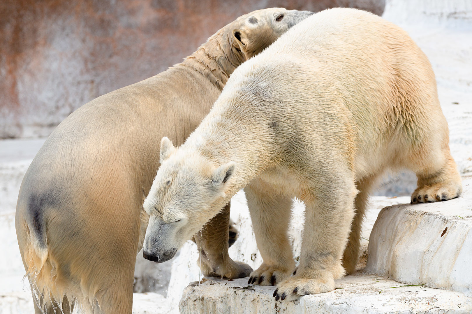 シロクマ（天王寺動物園）_a0003166_17171936.jpg