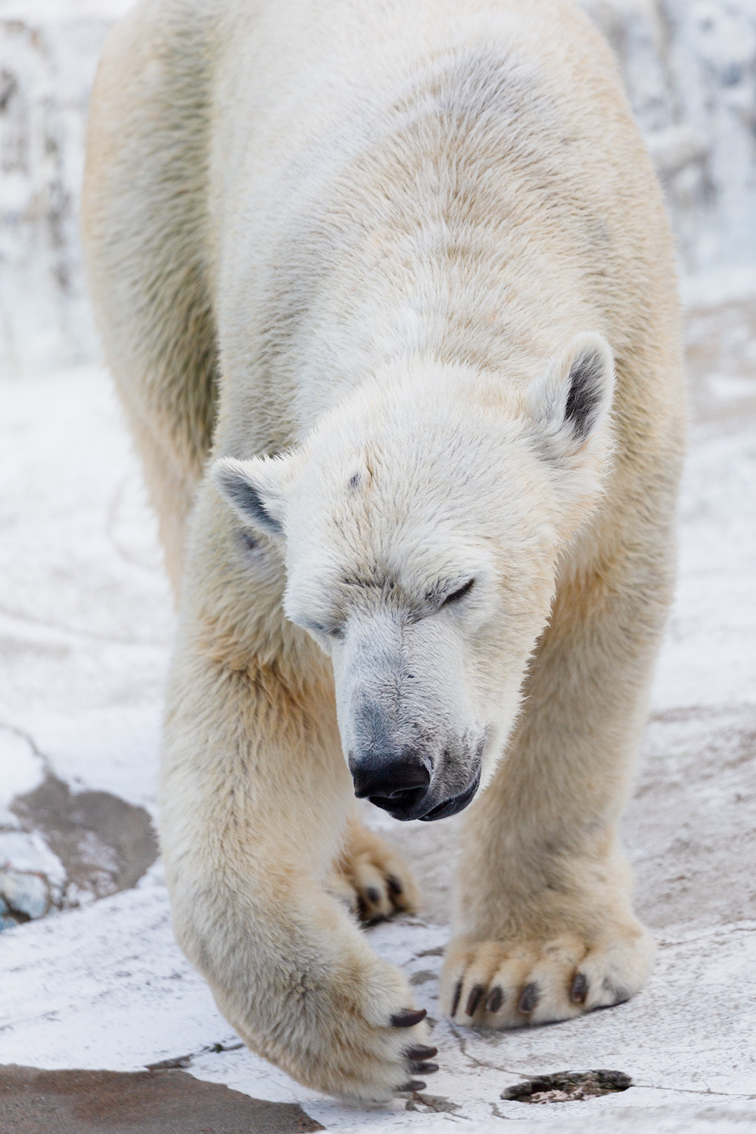 シロクマ（天王寺動物園）_a0003166_17171993.jpg