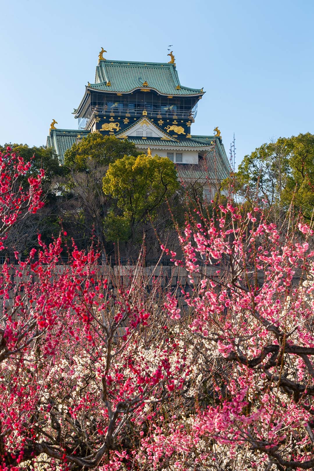 大阪城 梅_a0003166_17350261.jpg