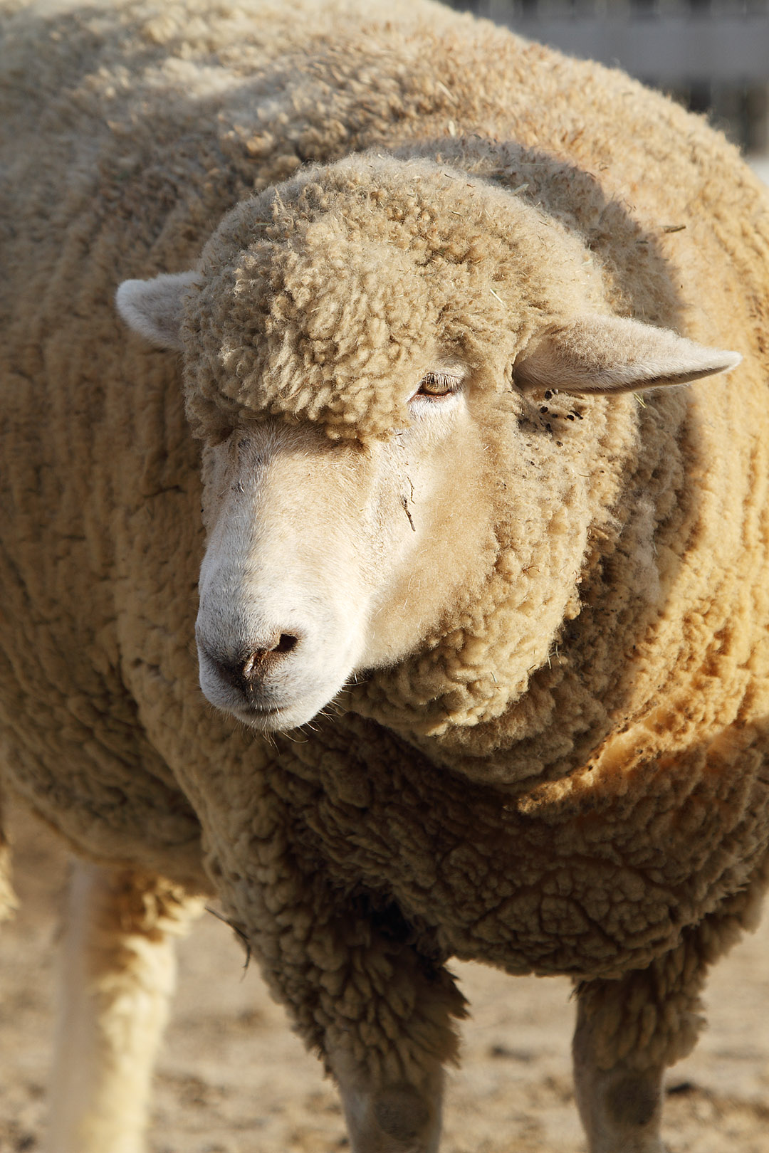 ヒツジ （天王寺動物園）_a0003166_1735140.jpg