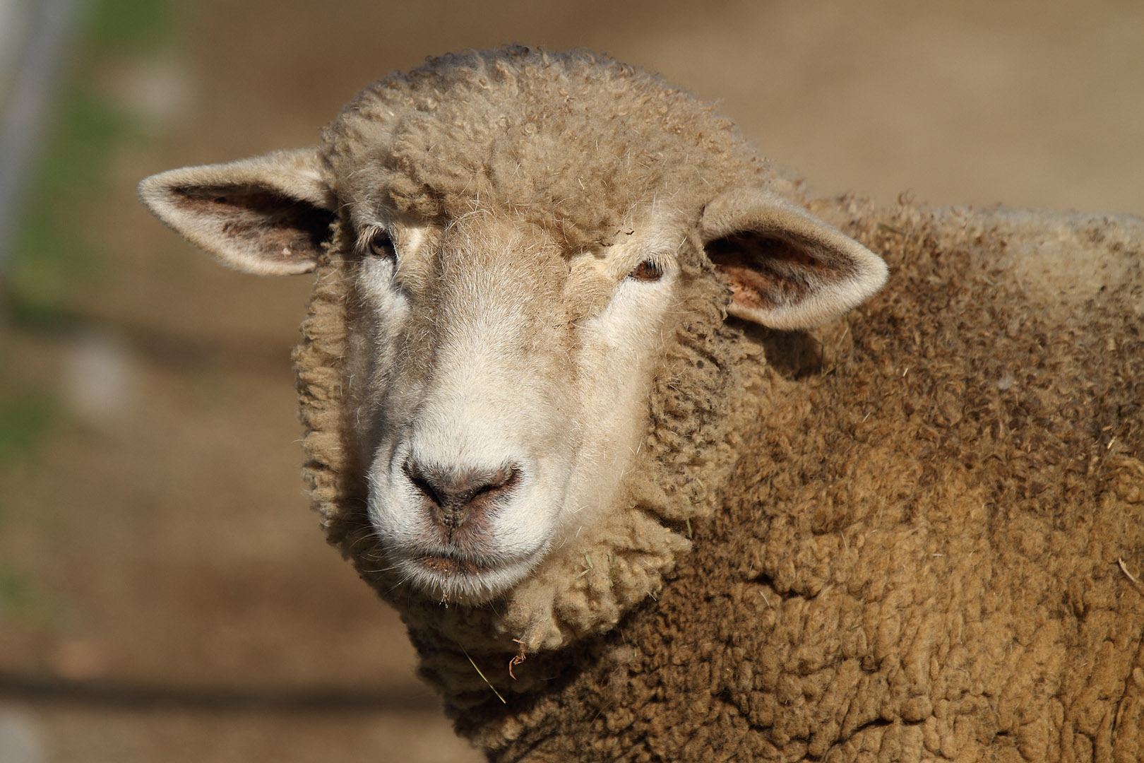 ヒツジ （天王寺動物園）_a0003166_1735476.jpg