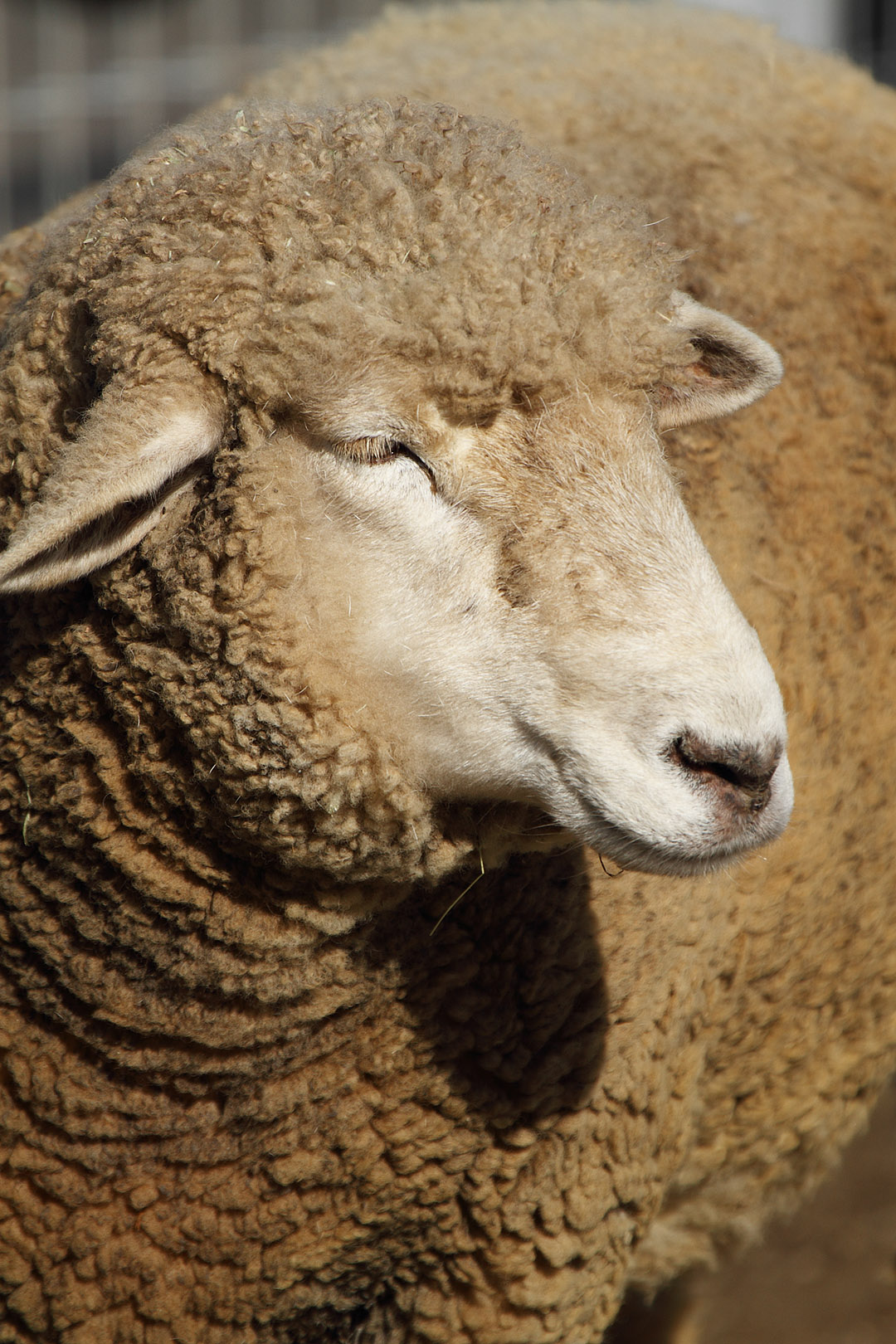 ヒツジ （天王寺動物園）_a0003166_1735744.jpg