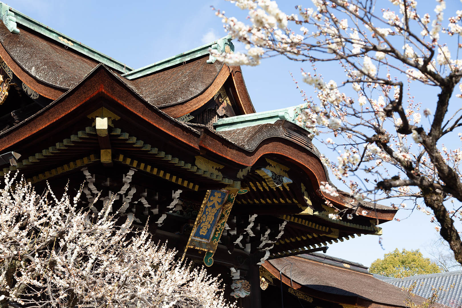 北野天満宮 梅_a0003166_17371830.jpg