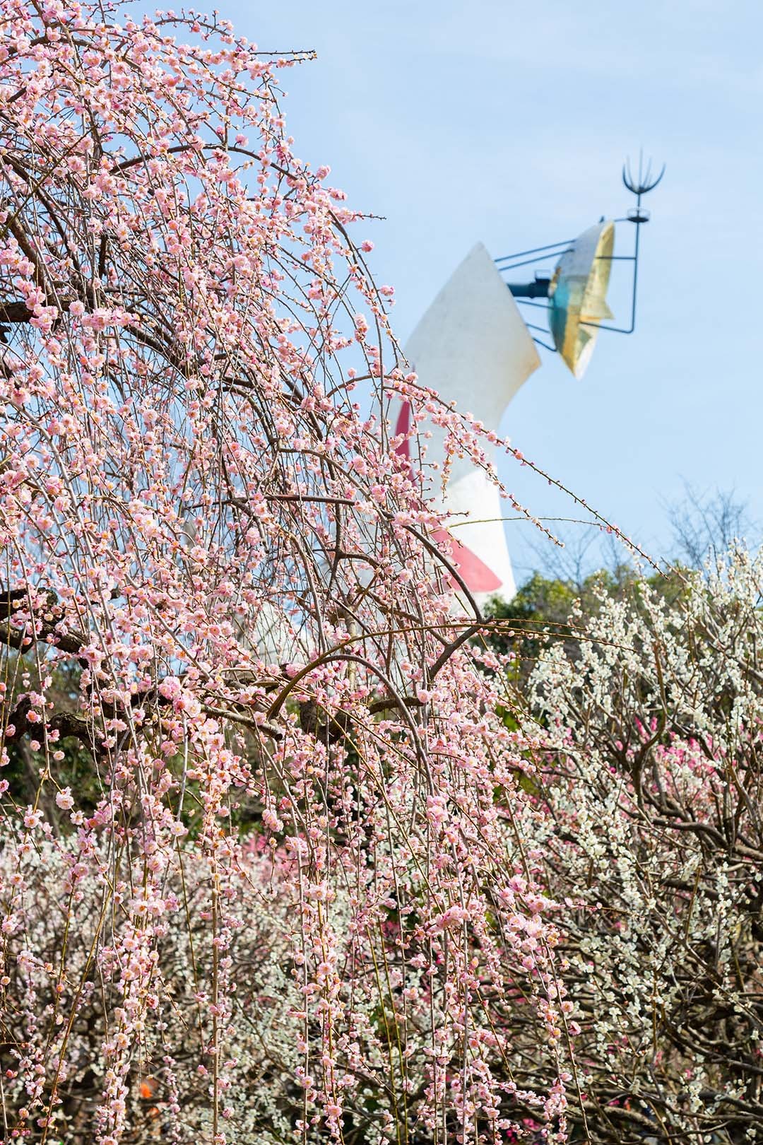 万博公園 梅_a0003166_17384307.jpg