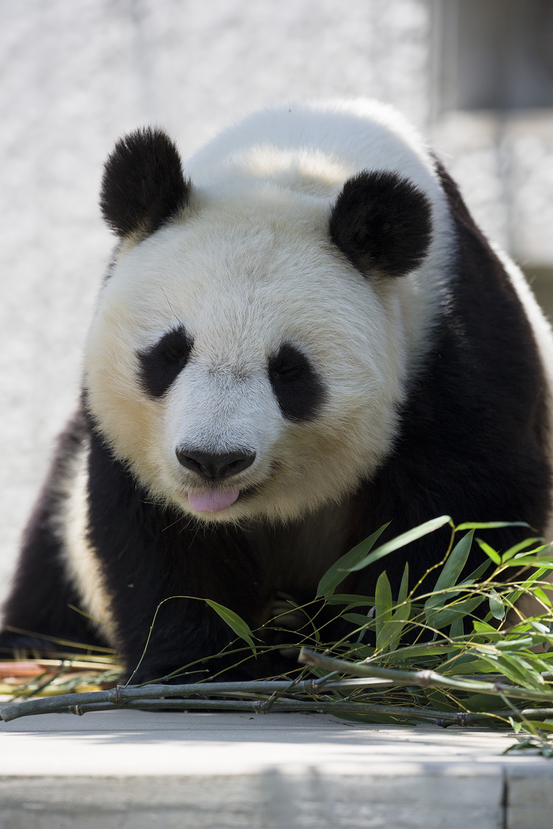 王子動物園_a0003166_17392485.jpg