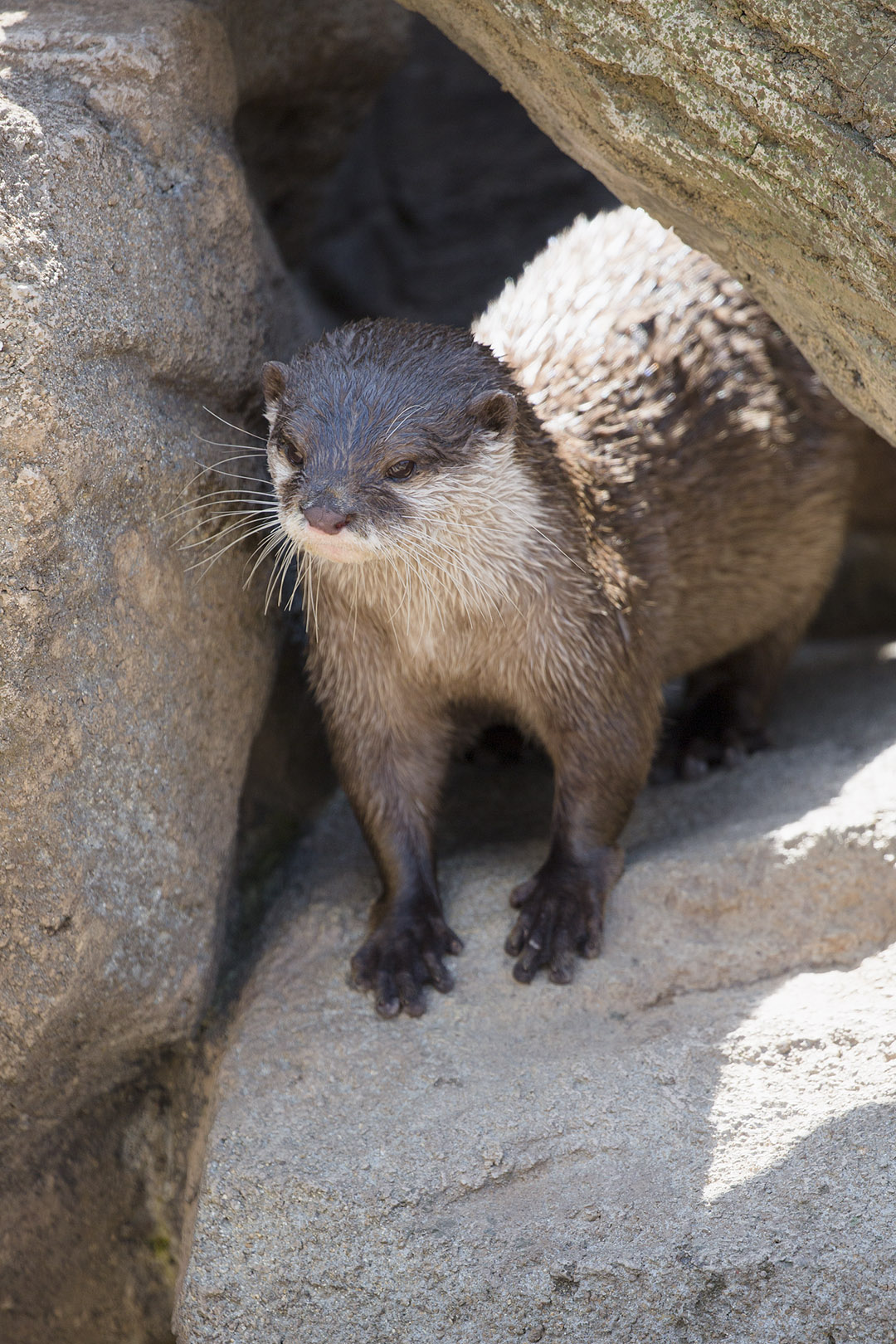 王子動物園_a0003166_17392536.jpg