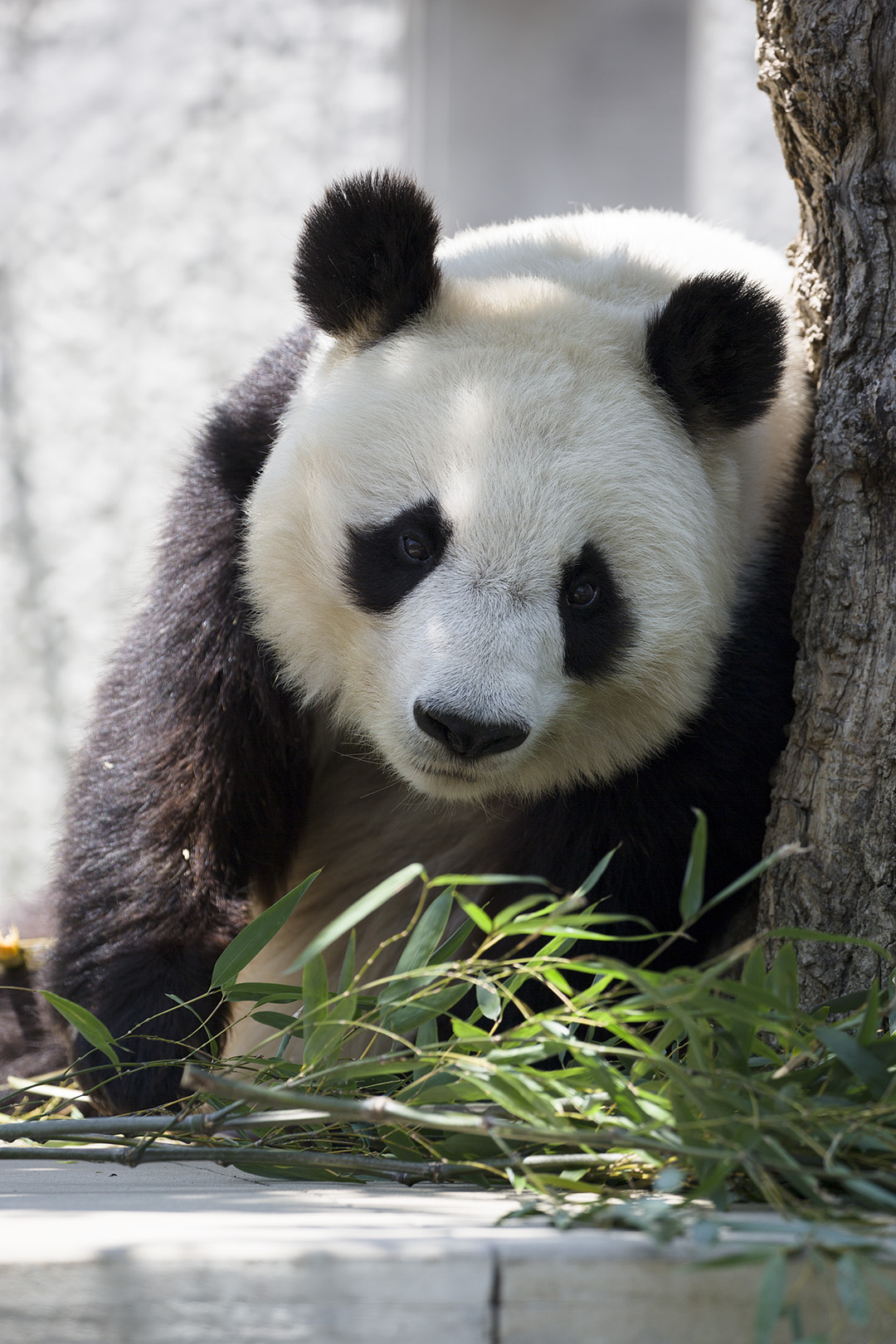 王子動物園_a0003166_17392631.jpg
